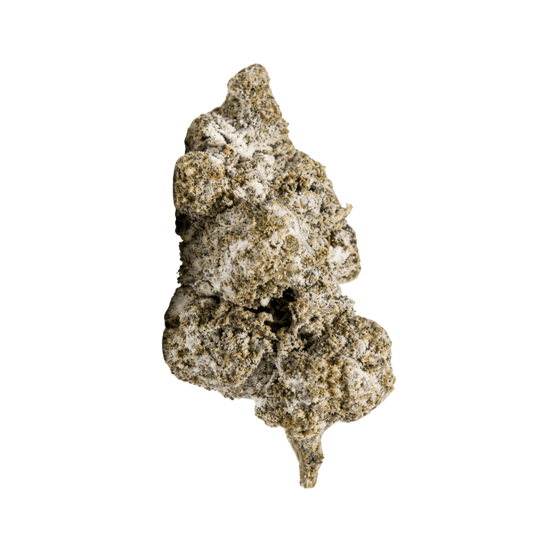 polar bear thca