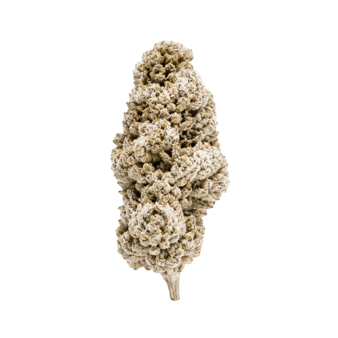 skywalker bear buds